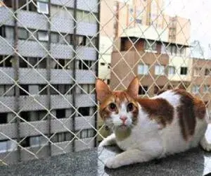 Redes de Proteção para Gato